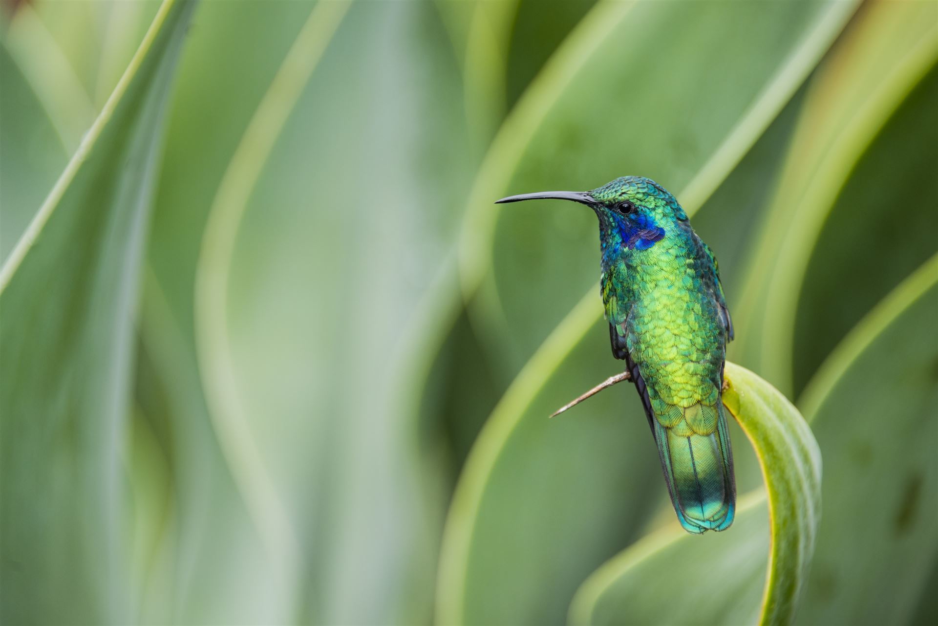 Kleiner Veilchenrohrkolibri