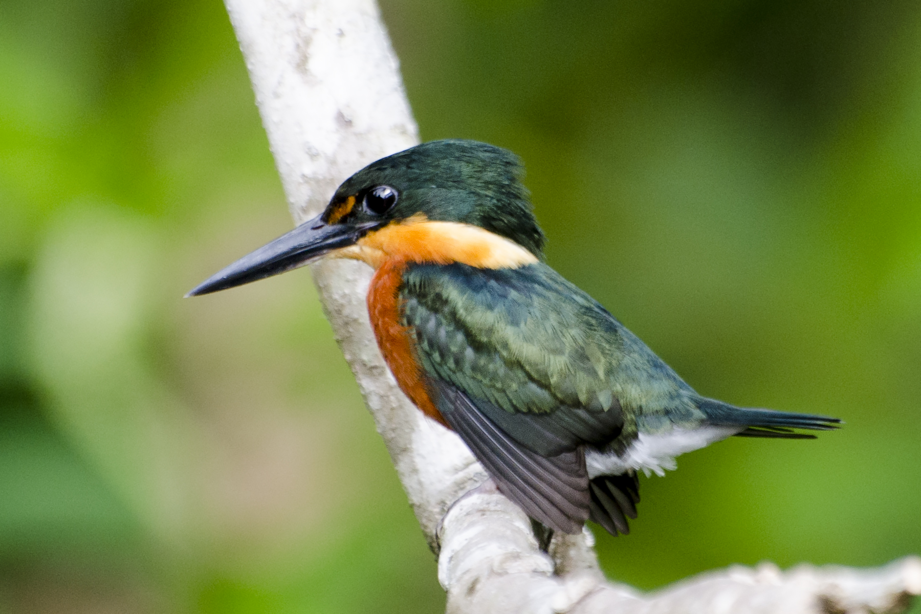 Kolibri