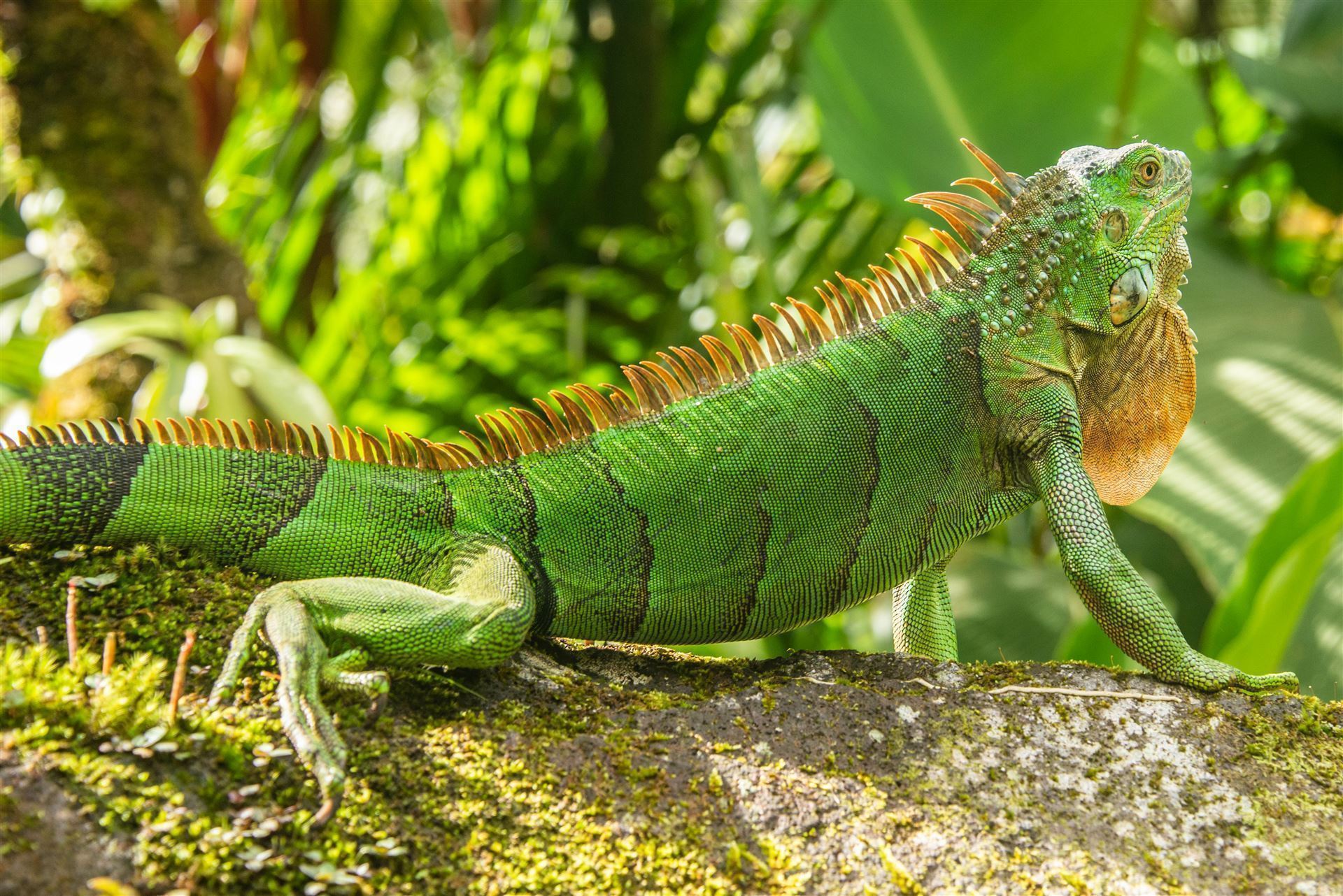 grüner Leguan