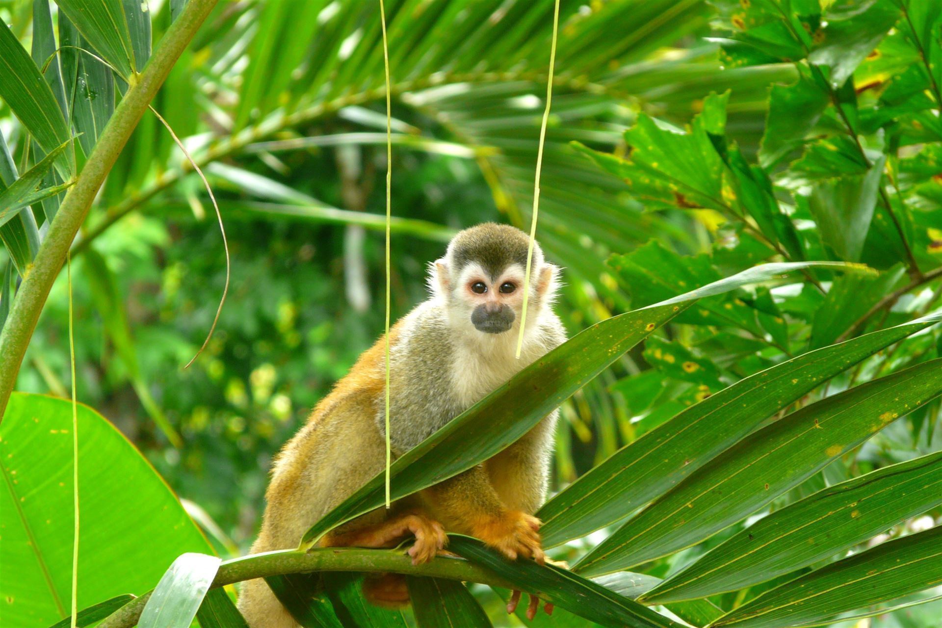 Affe im Manuel Antonio Park