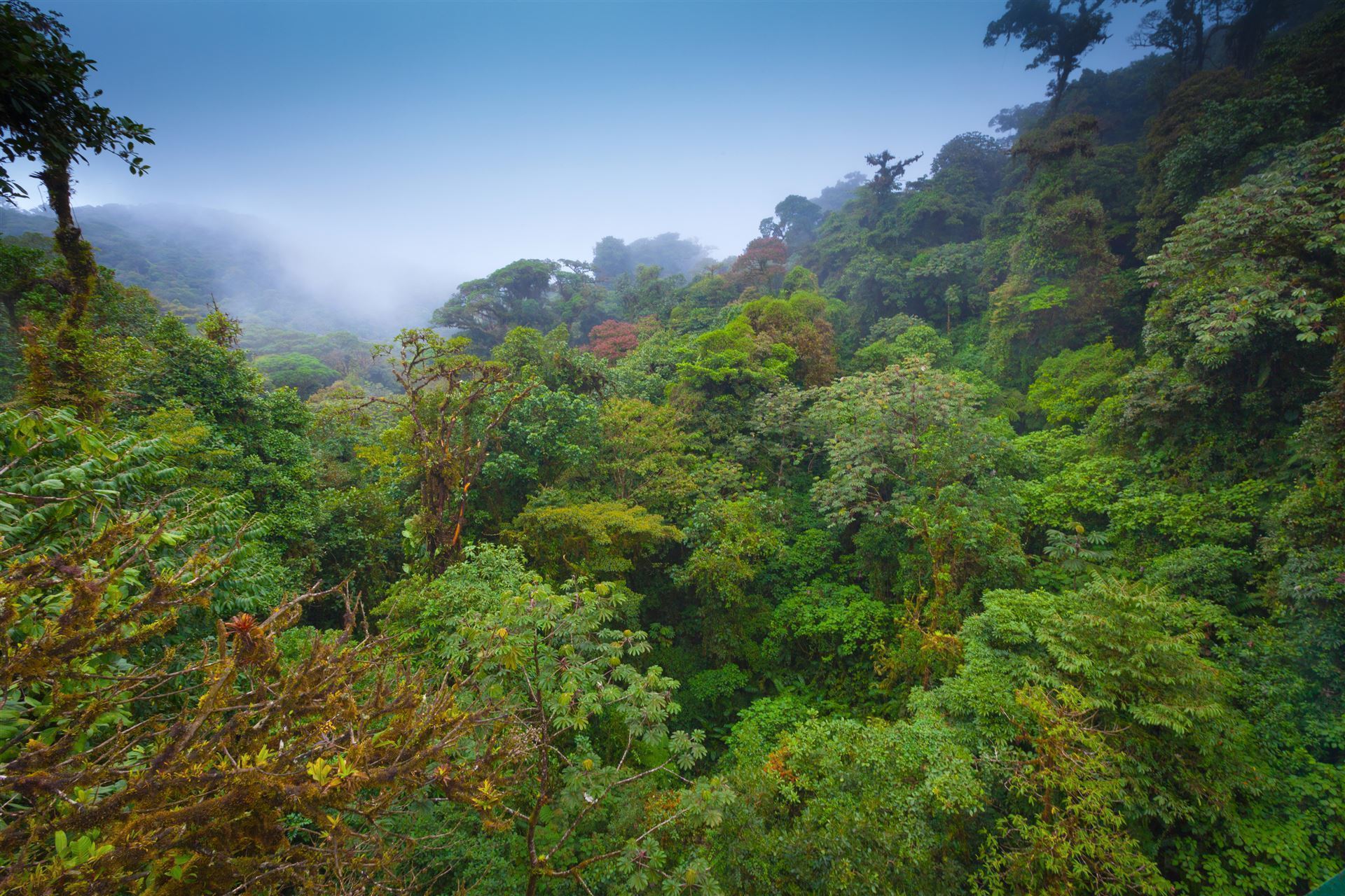 Regenwald in Monteverde