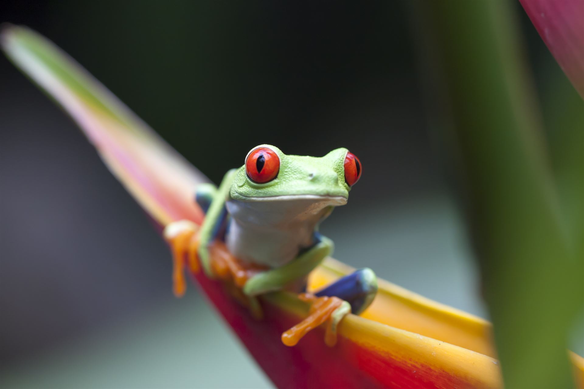 Rotaugenlaubfrosch 