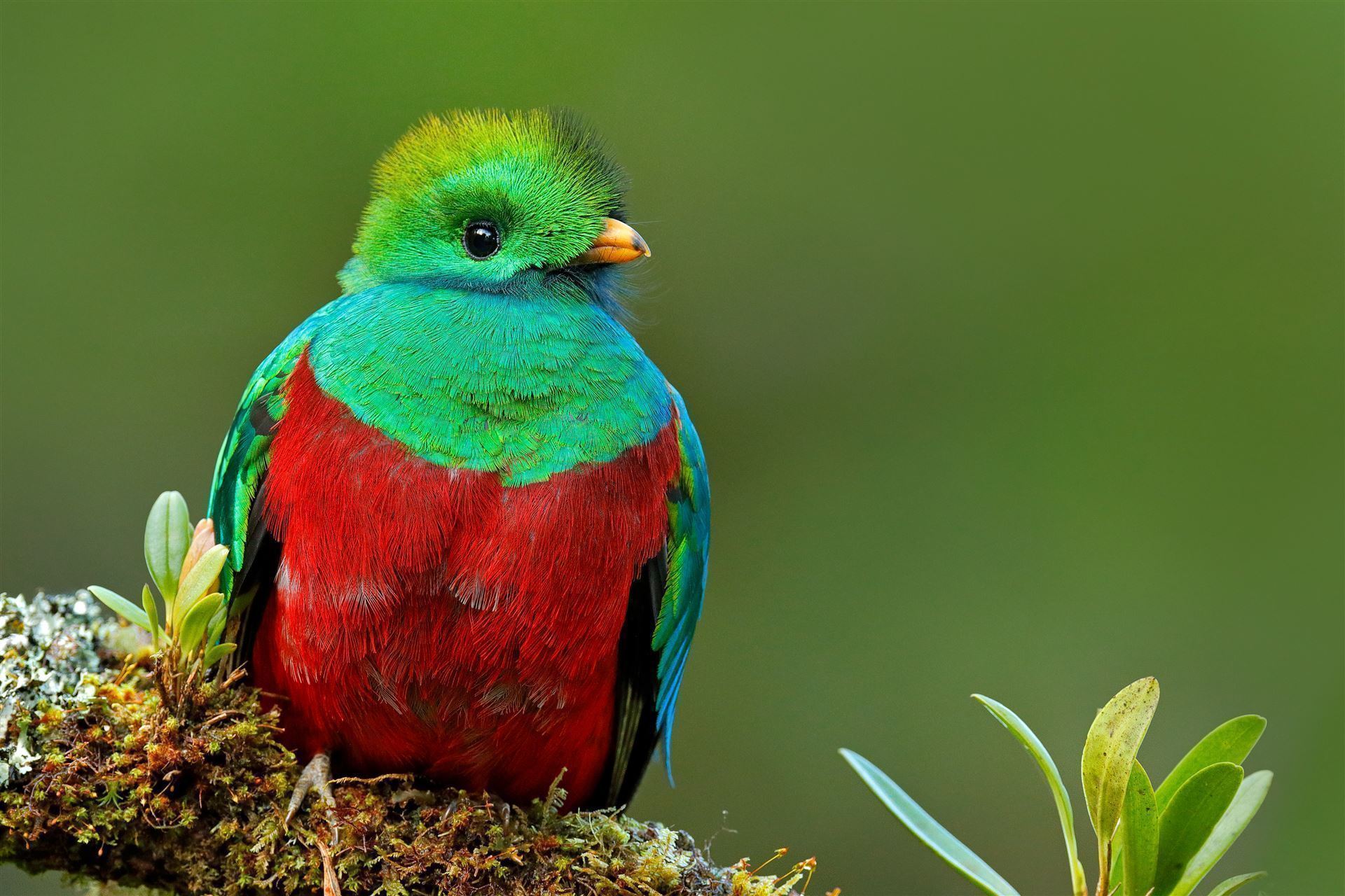 Quetzal - Vogel