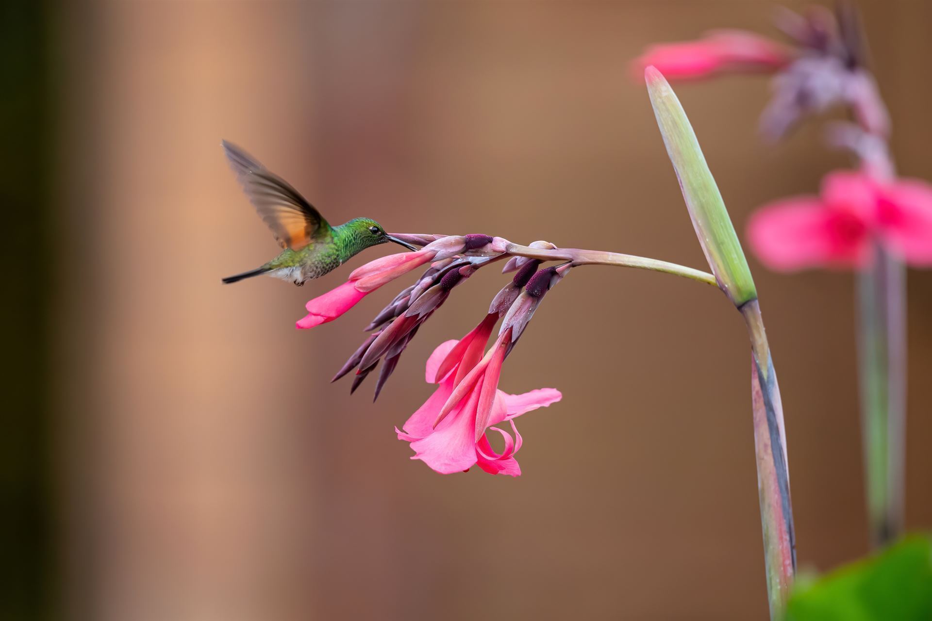 Streifenschwanz Kolibri in San Isidro del General
