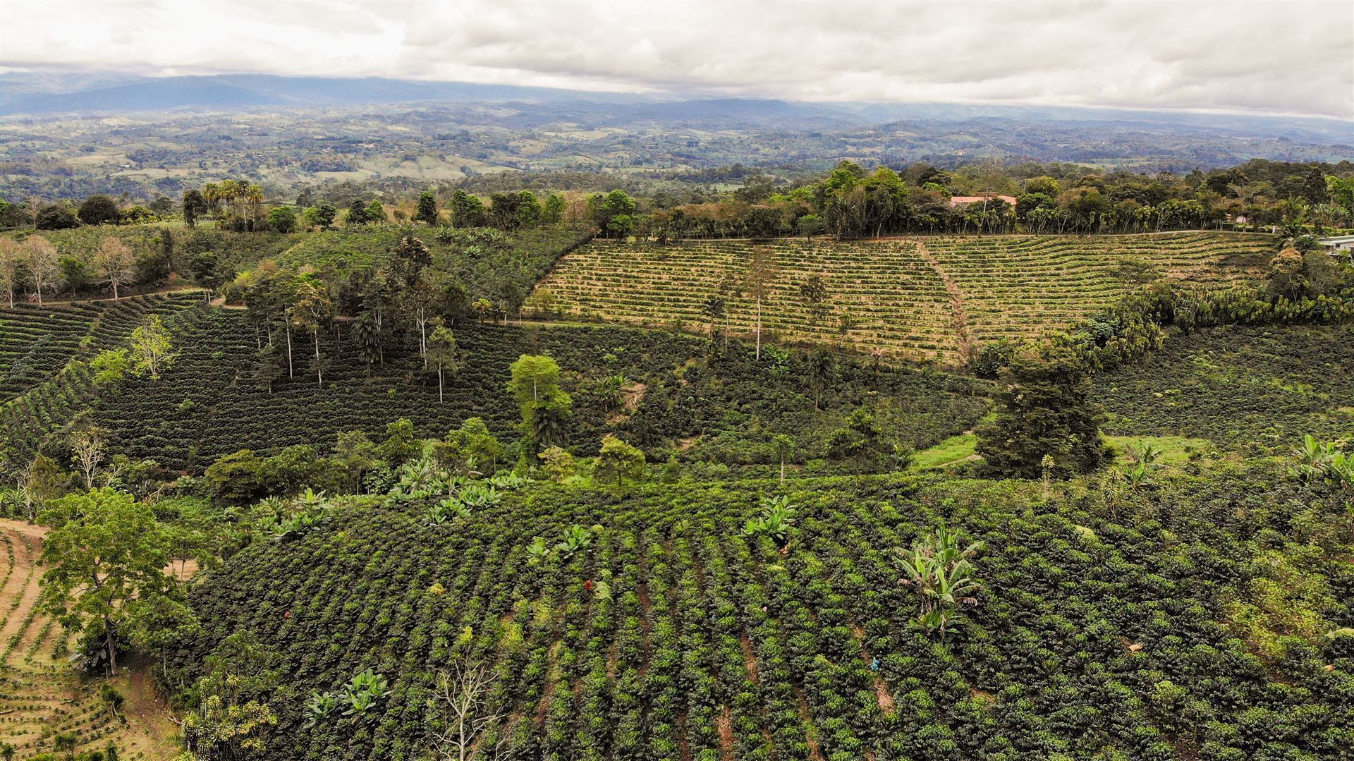 Kaffeeplantage in San Vito, Costa Rica