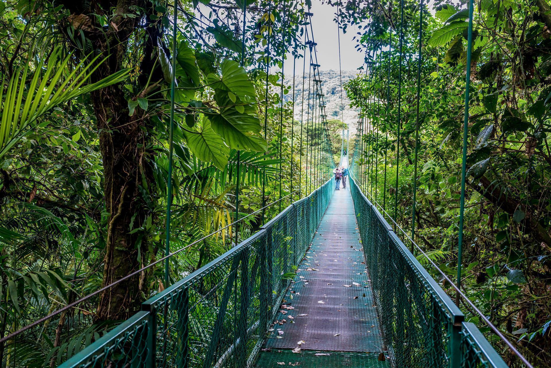Hängebrücke im Nebelwald von Santa Elena