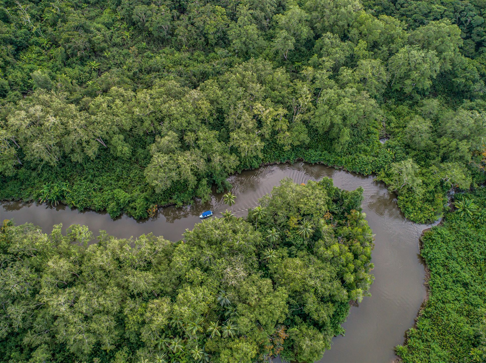 Boot auf dem Rio Sierpe im Mangrovenwald, Costa Rica