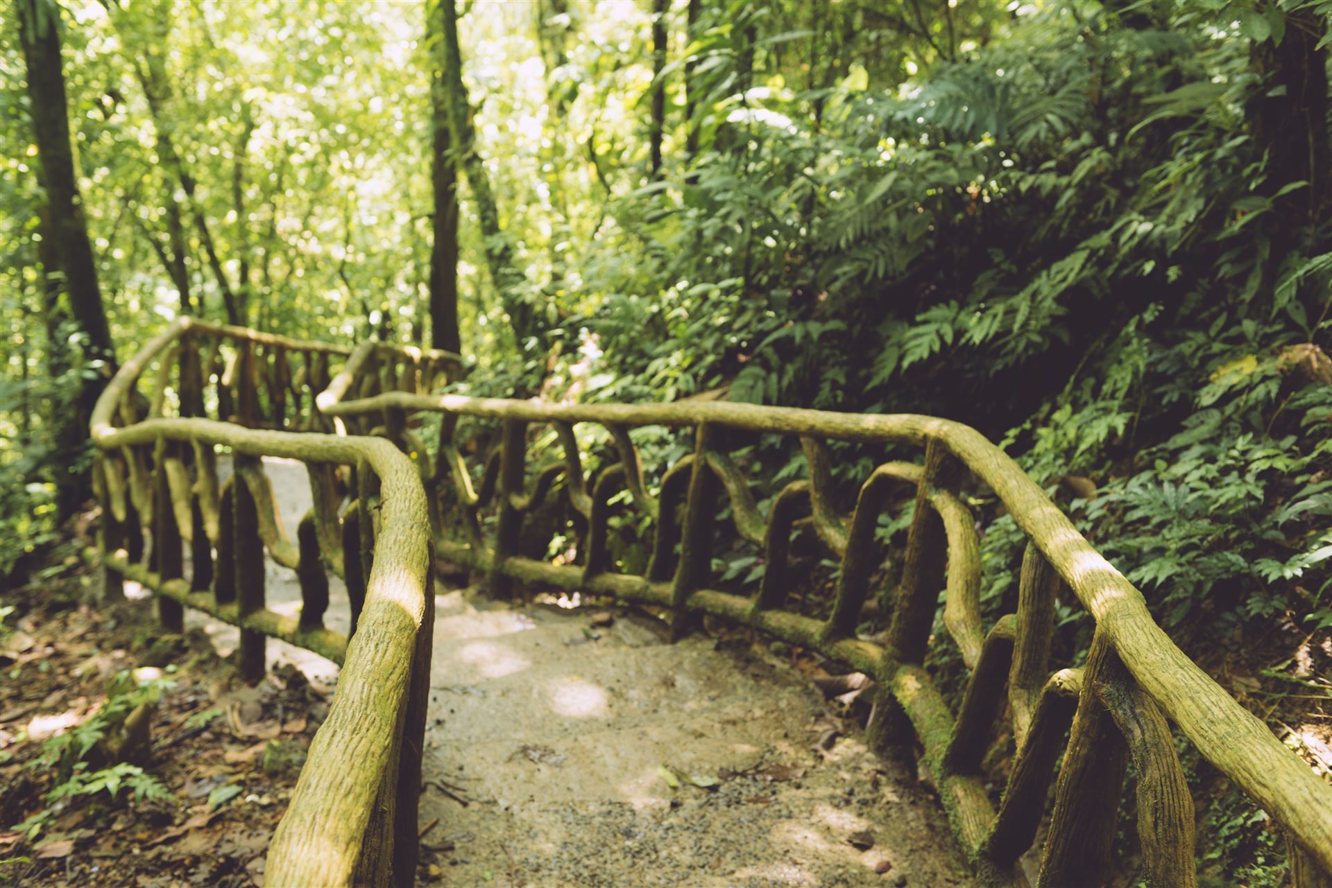  Pfad im Regenwald Tenorio National Park