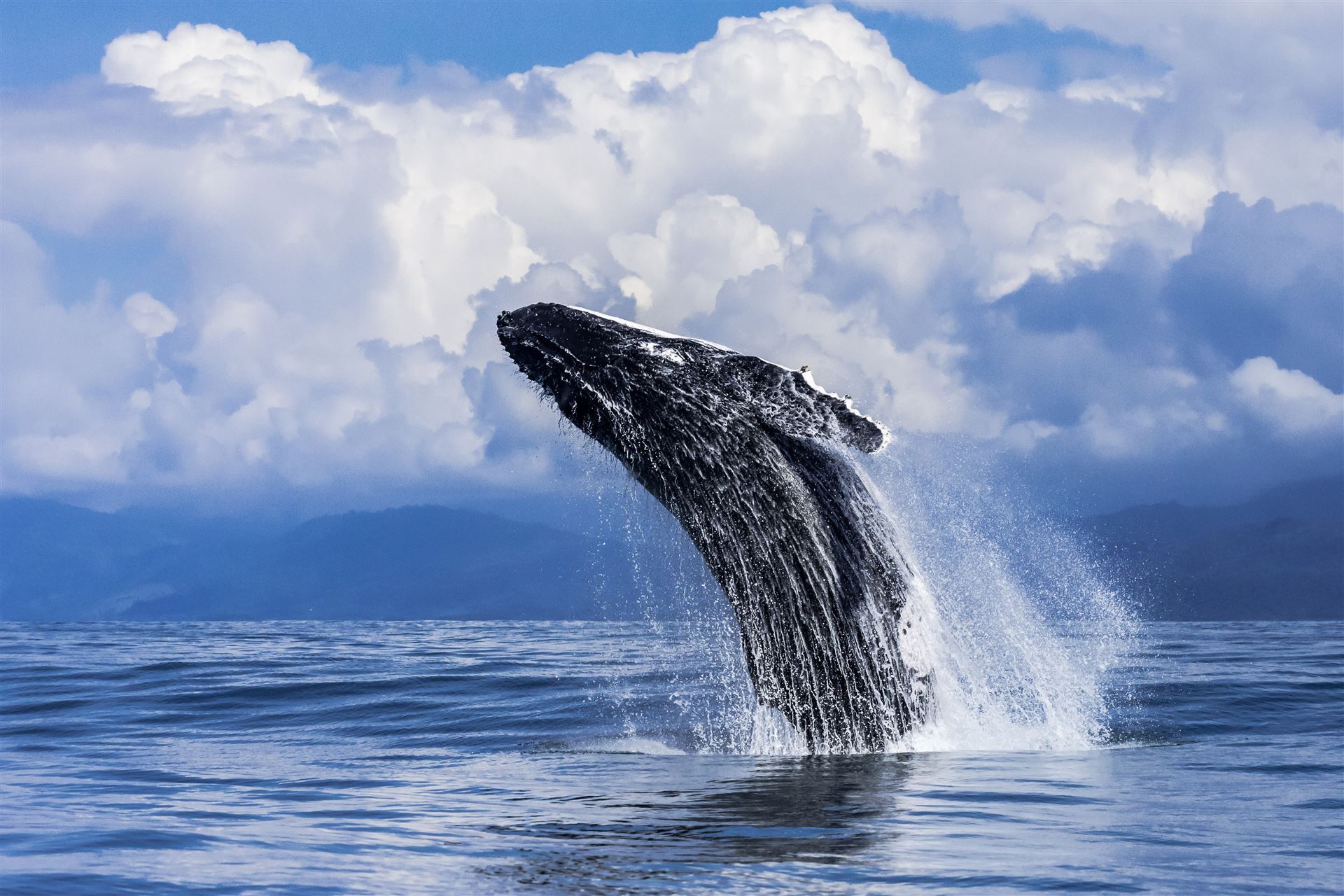 Buckelwal im Marino Ballena Nationalpark