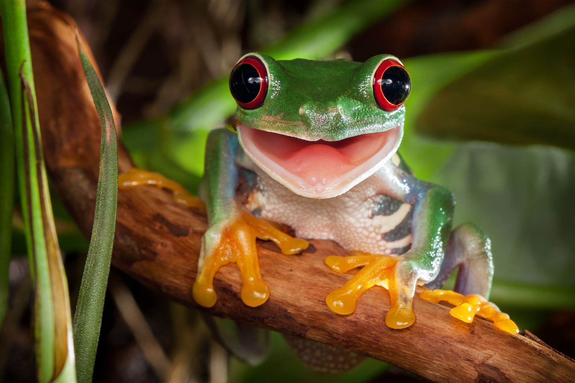 rotaeugiger Laubfrosch