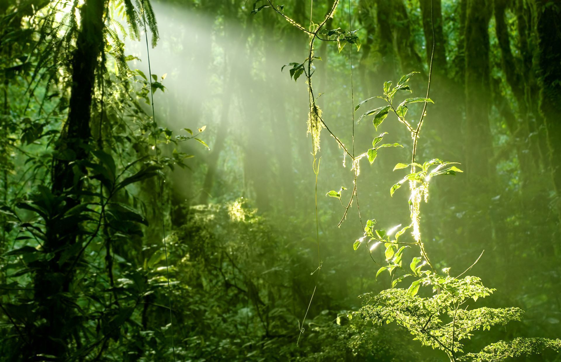 Regenwald von Santa Elena, Costa Rica