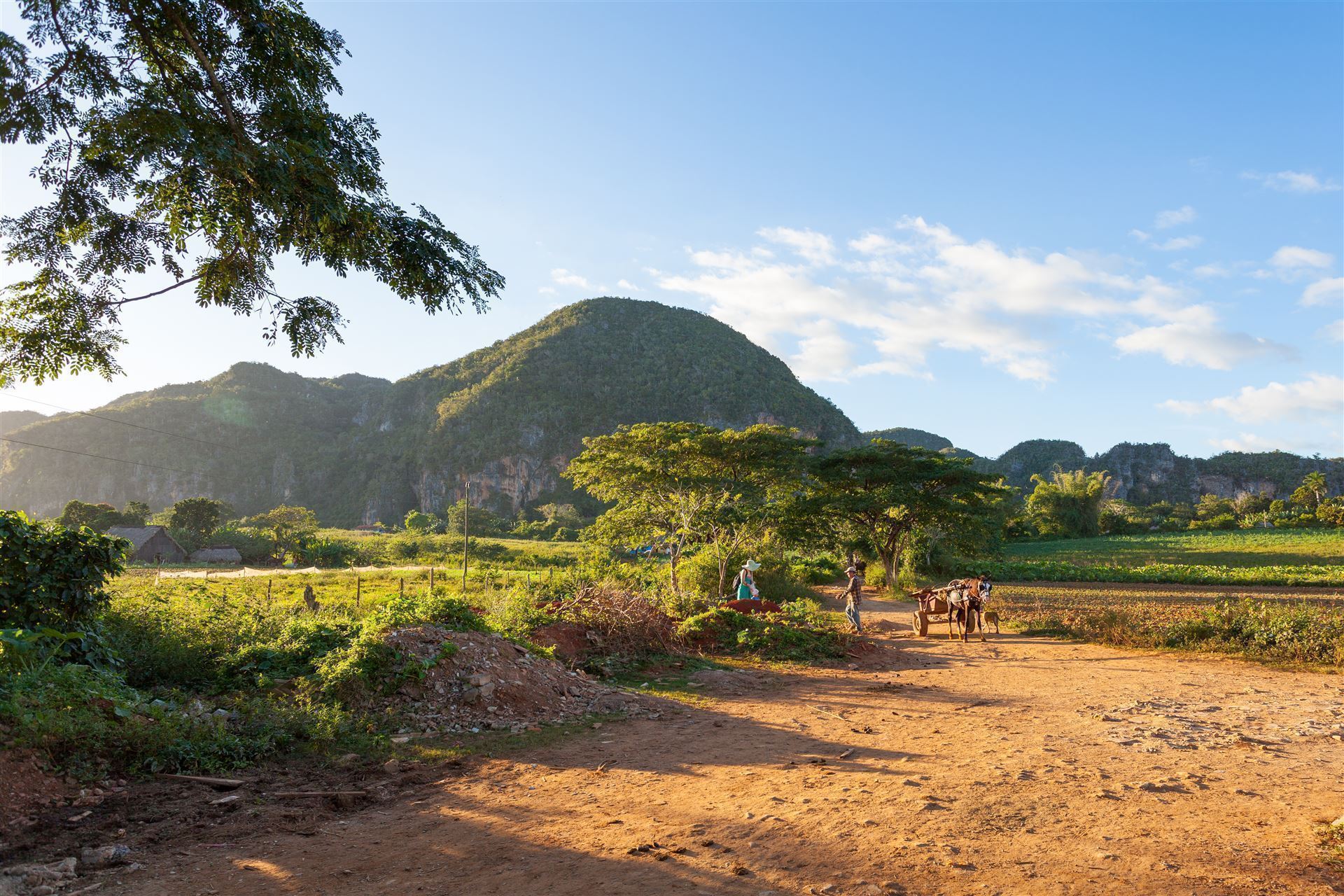 Pferdewagen im Vinales Tal