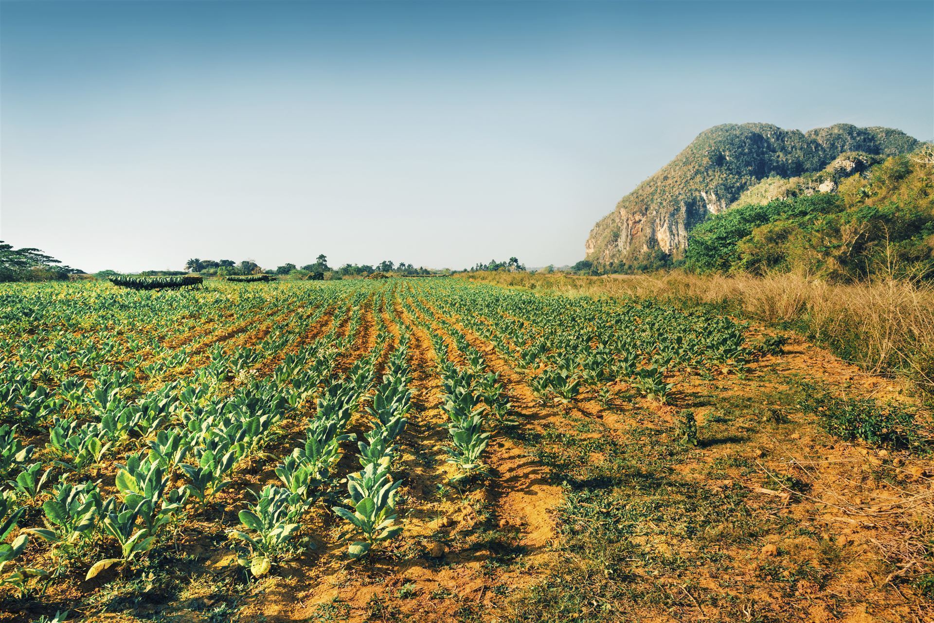 Feld