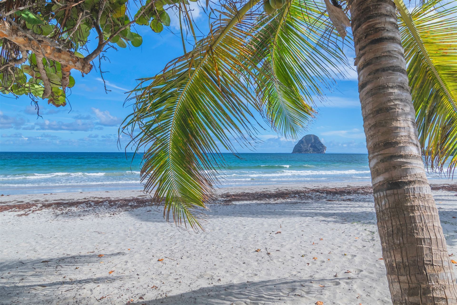 Palme am Beach