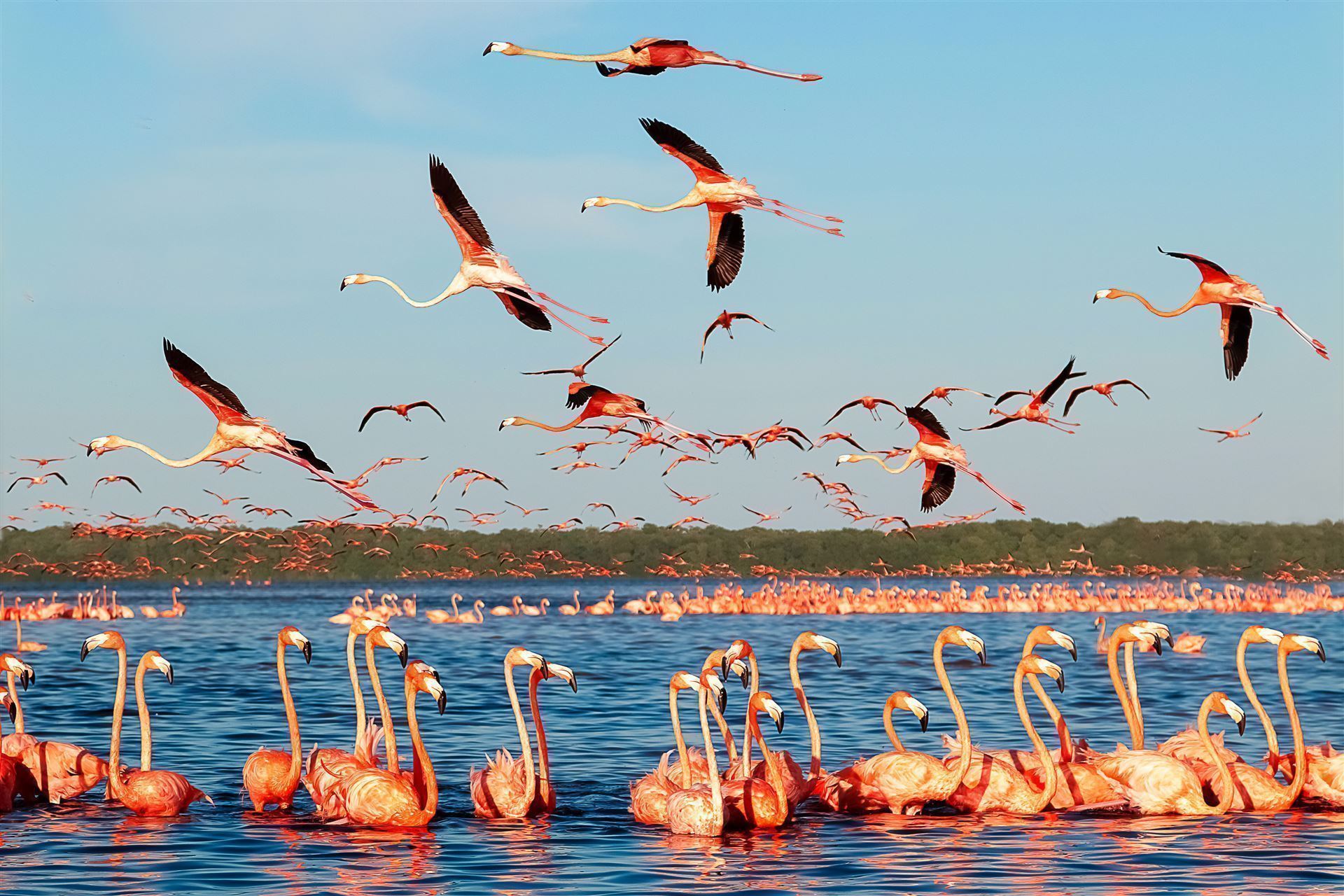 Mexiko Halbinsel Yucatan Nationalpark Celestune