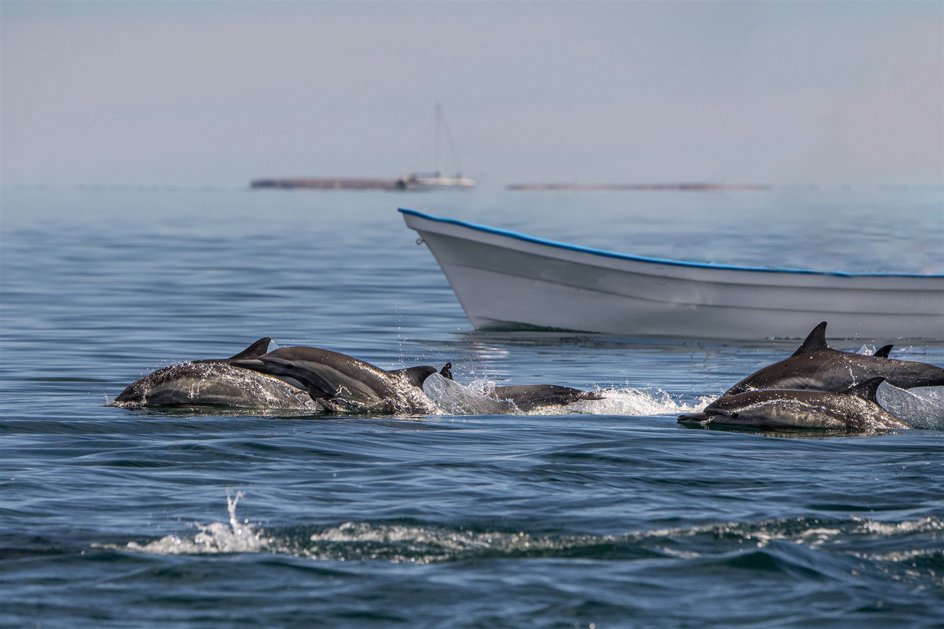 Mexiko Loreto Delfine in Baja California