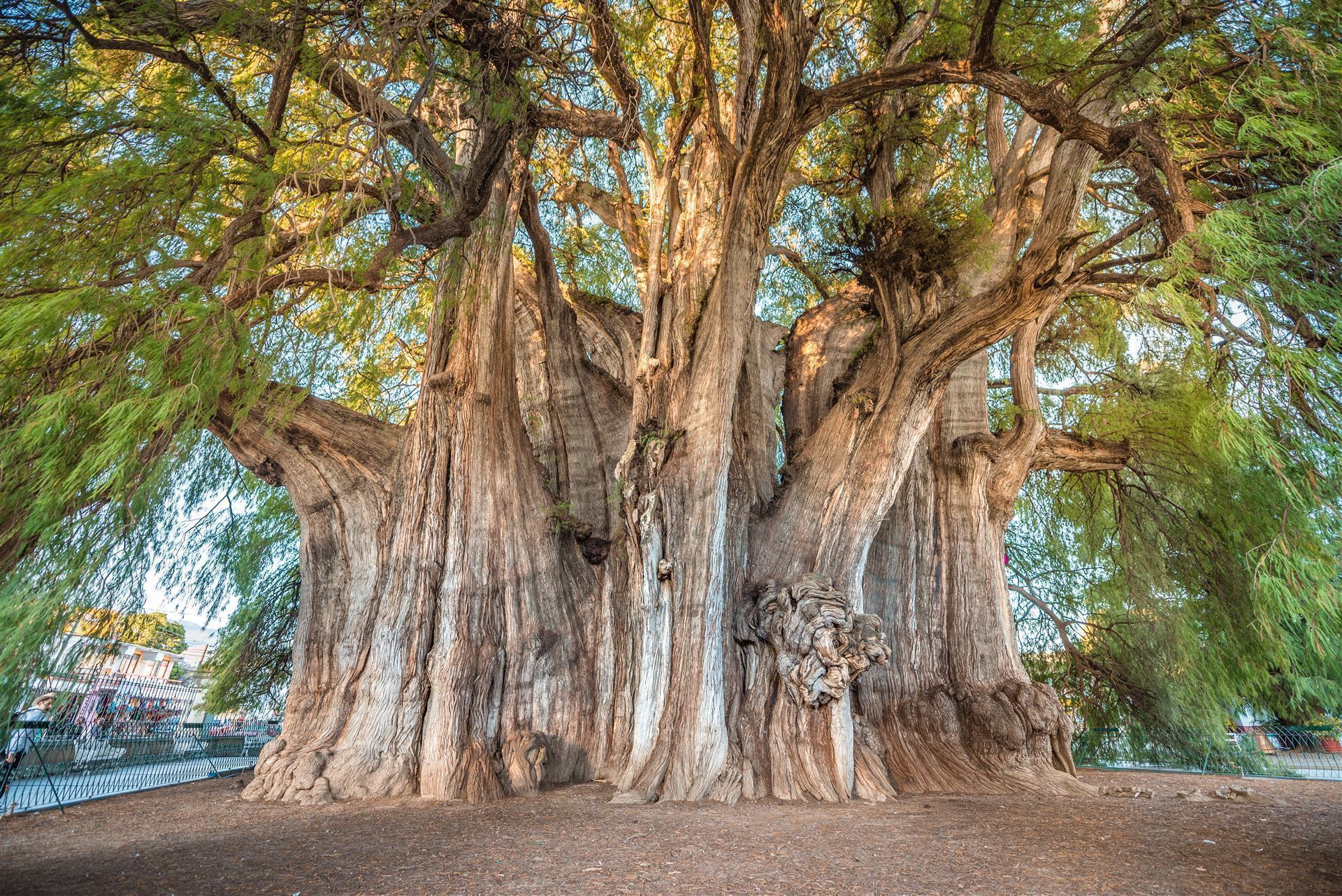 Mexiko Santa Maria del Tule der größte Baum der Welt