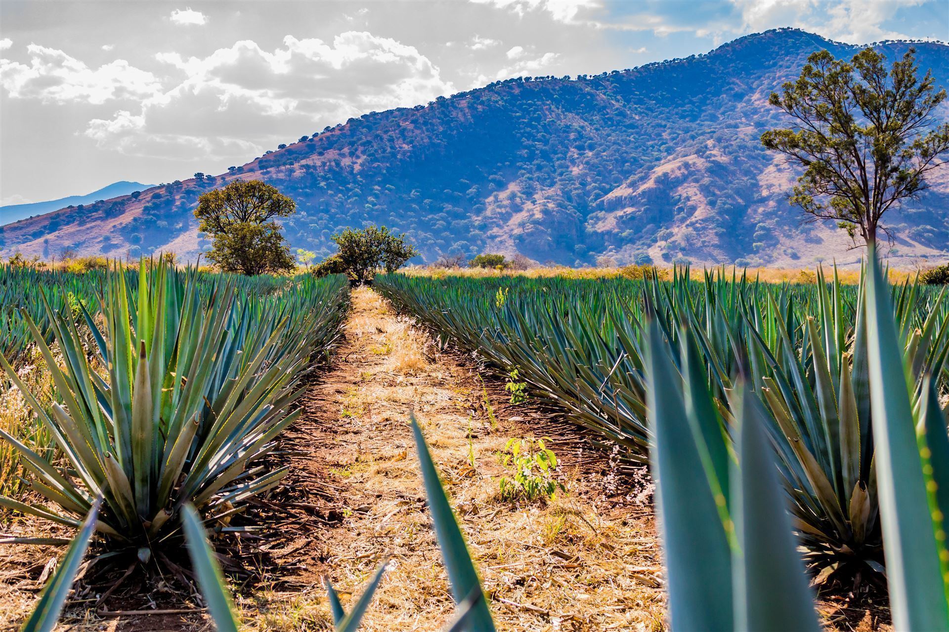 Mexiko Tequila Agavenfelder