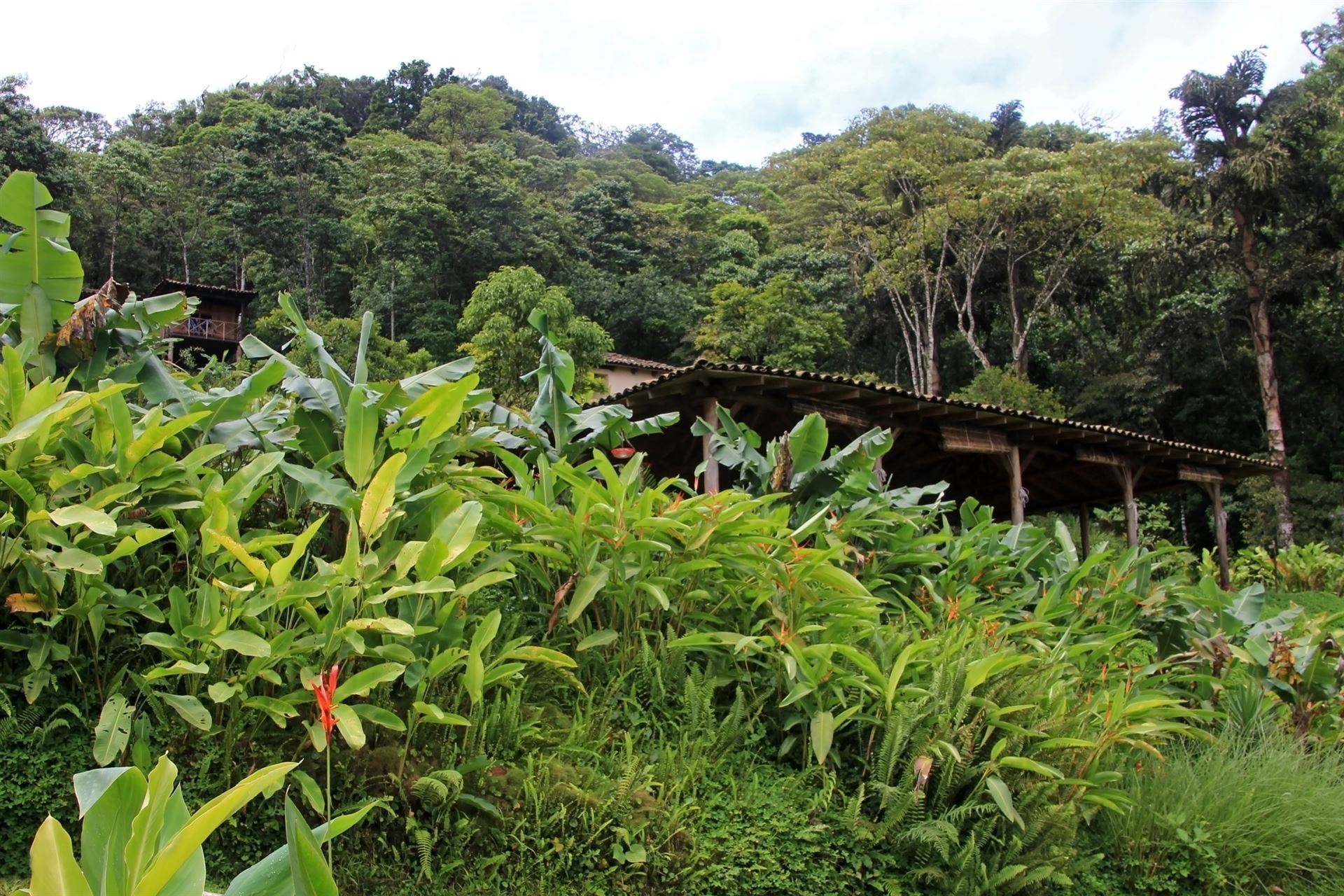 Kaffeefarm im Hochland von Matagalpa, Nicaragua