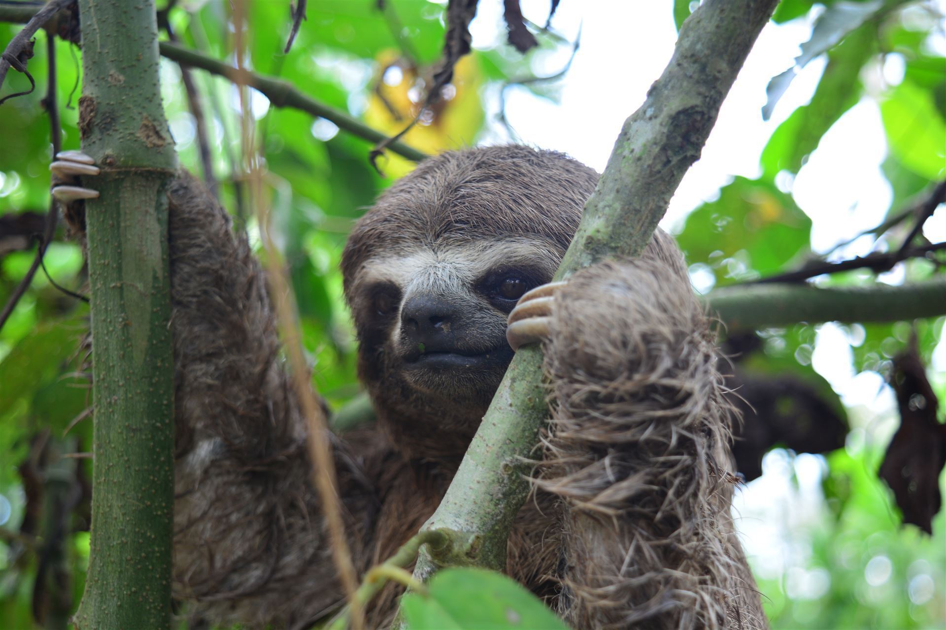 Faultier im Baum