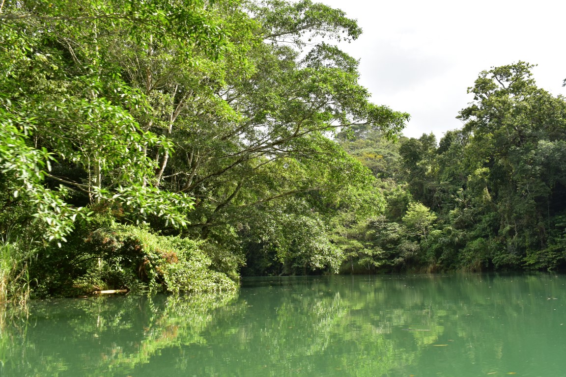 Dschungel in Panama