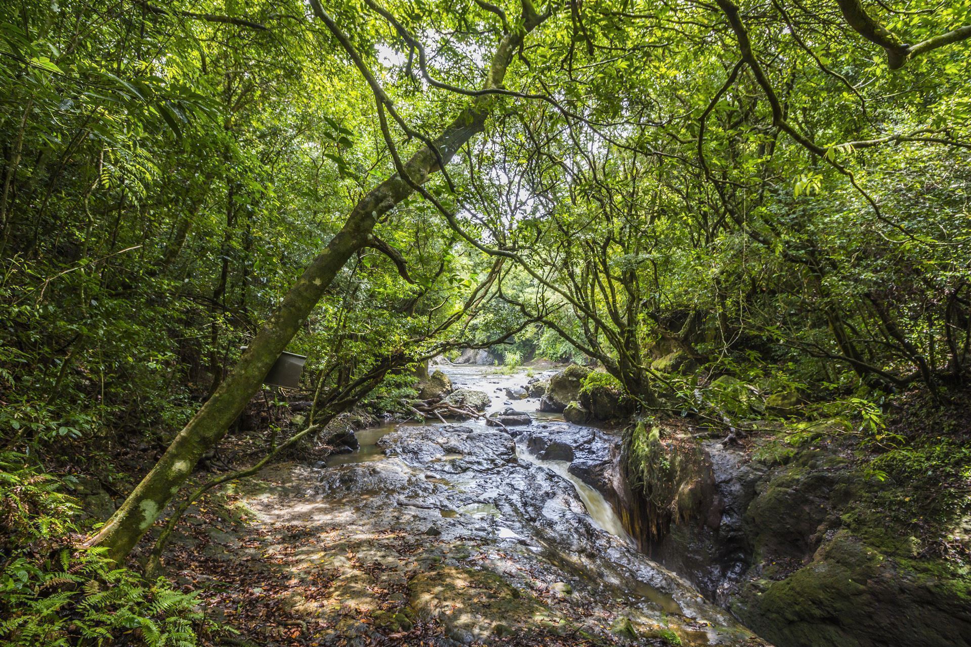 Fluss im Dschungel, El Valle De Anton, Panama