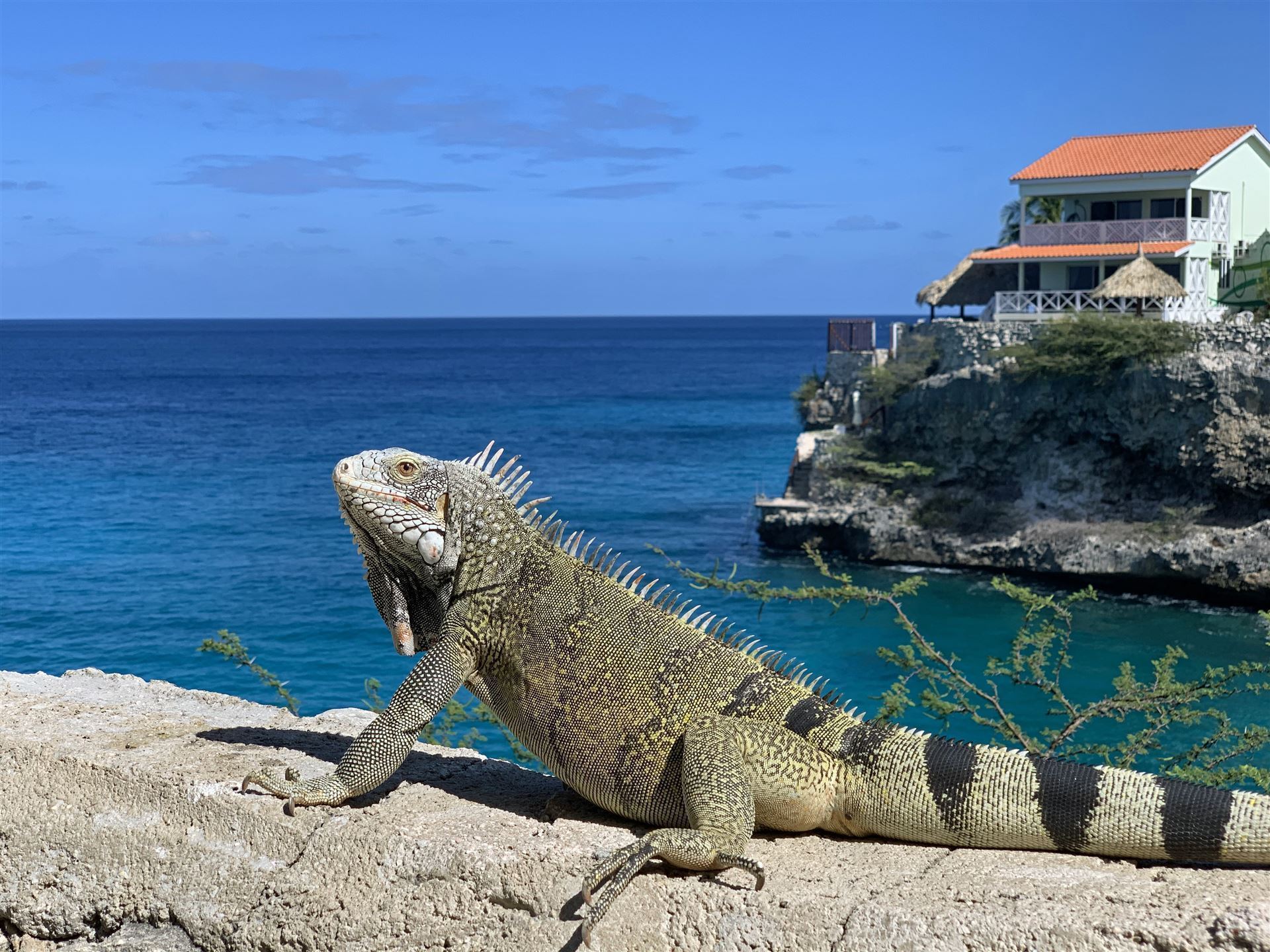 Typischer Leguan auf der Insel Iguana, Panama