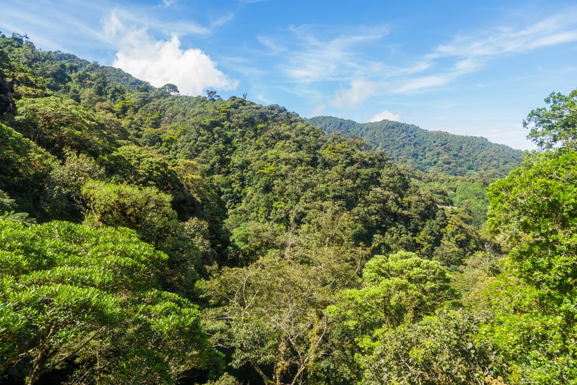 tropischer Regenwald in Panama