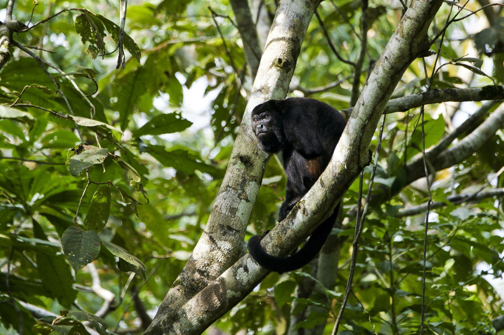 Brüllaffe im Soberania National Park, Panama