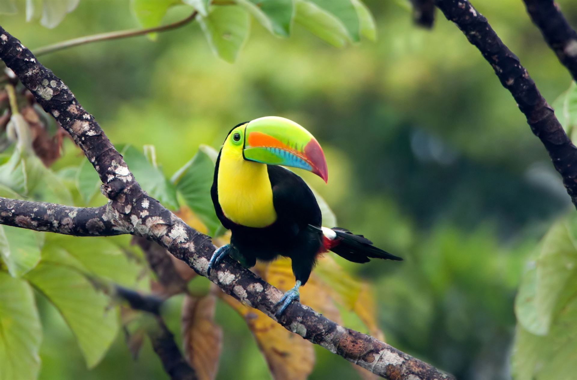 Tukan im Nationalpark, Panama