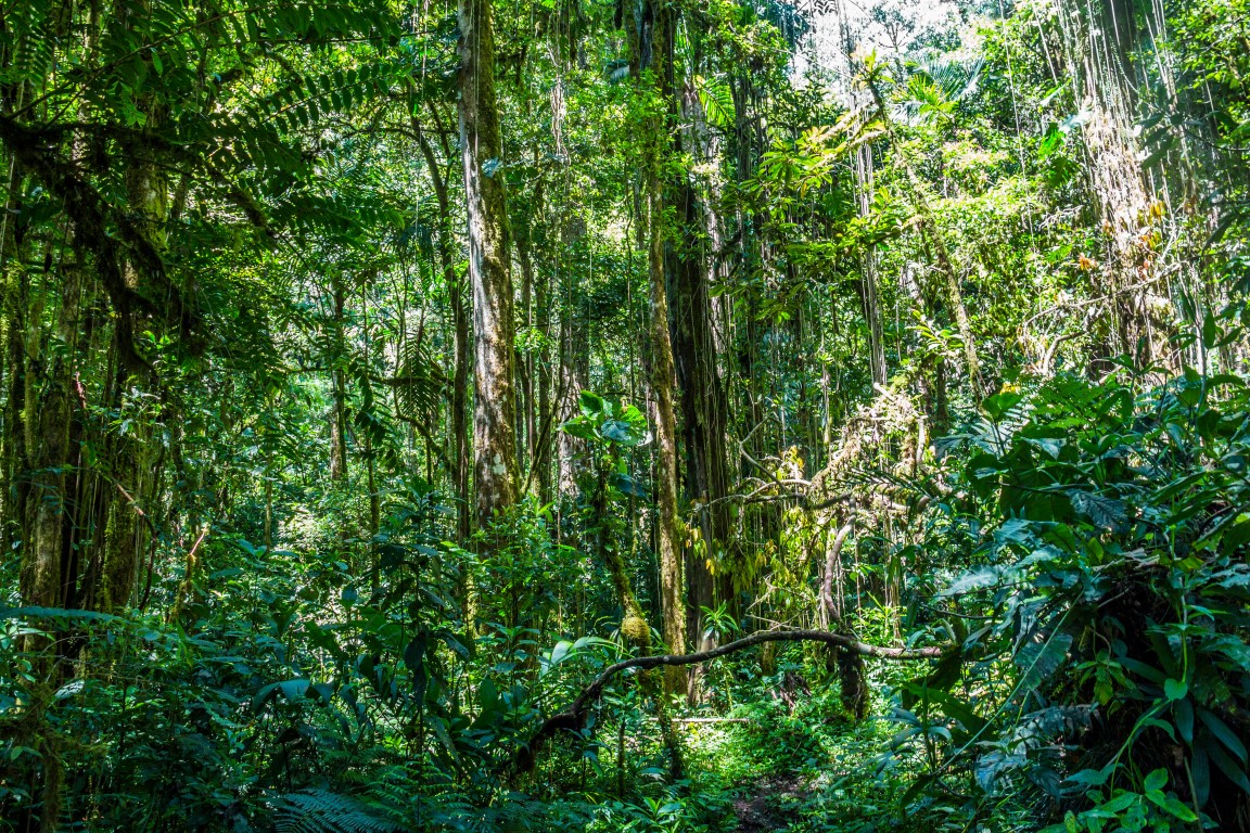 Panama-Dschungel auf dem Quetzal-Pfad