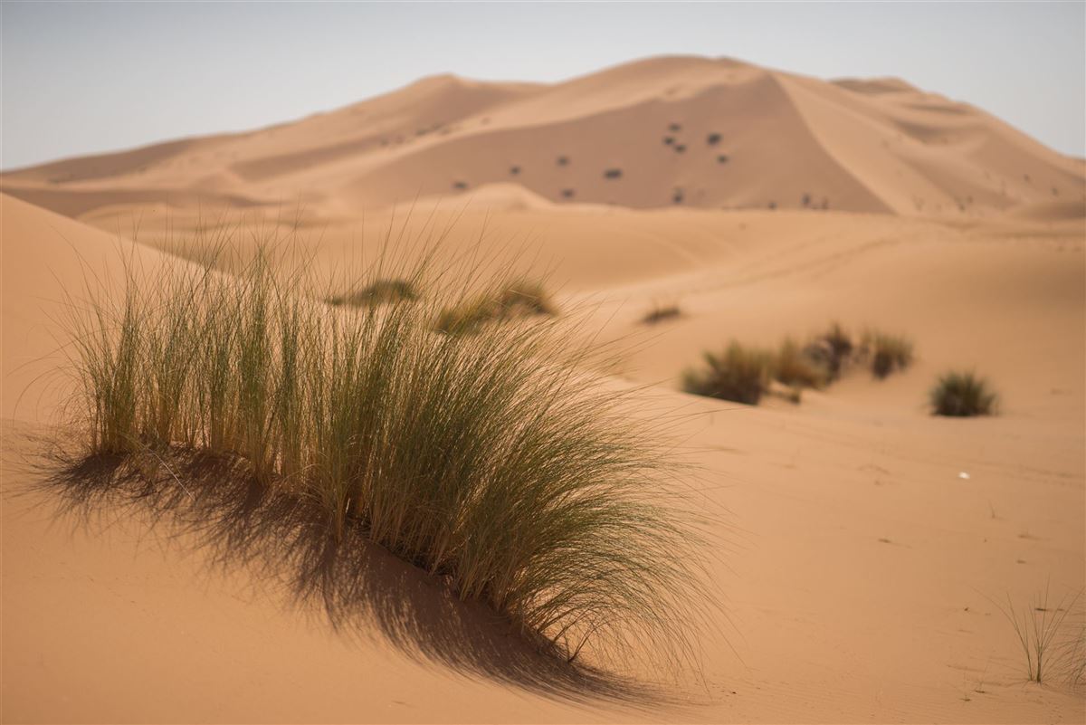 Rundreisen.de - Mongolei - Mongol Els Sanddünen