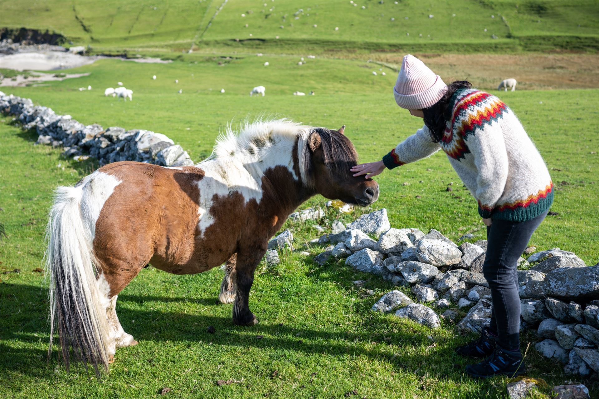 Shetlandpony auf den Shetland Inseln