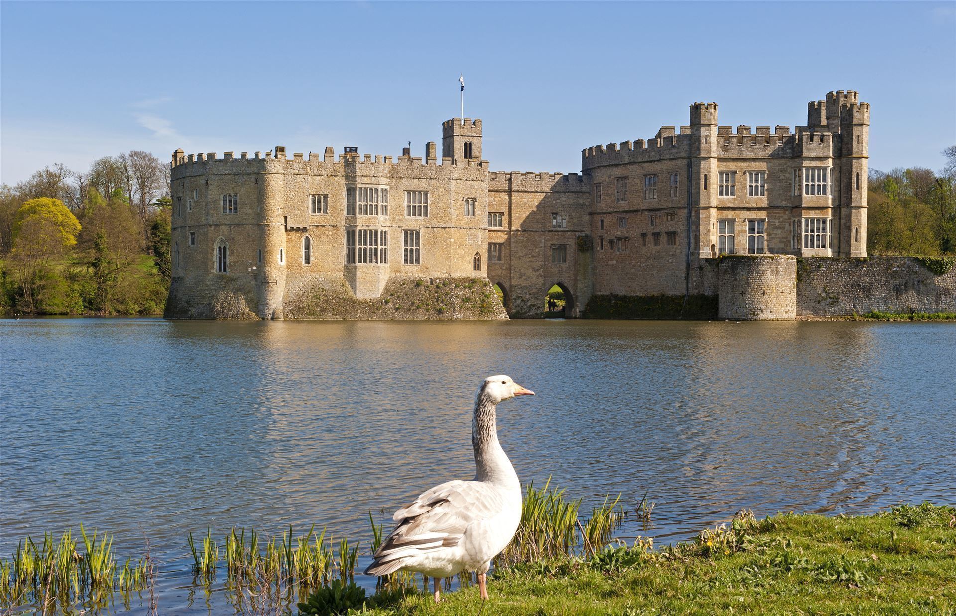 Wilde Gans am Leed´s Castle