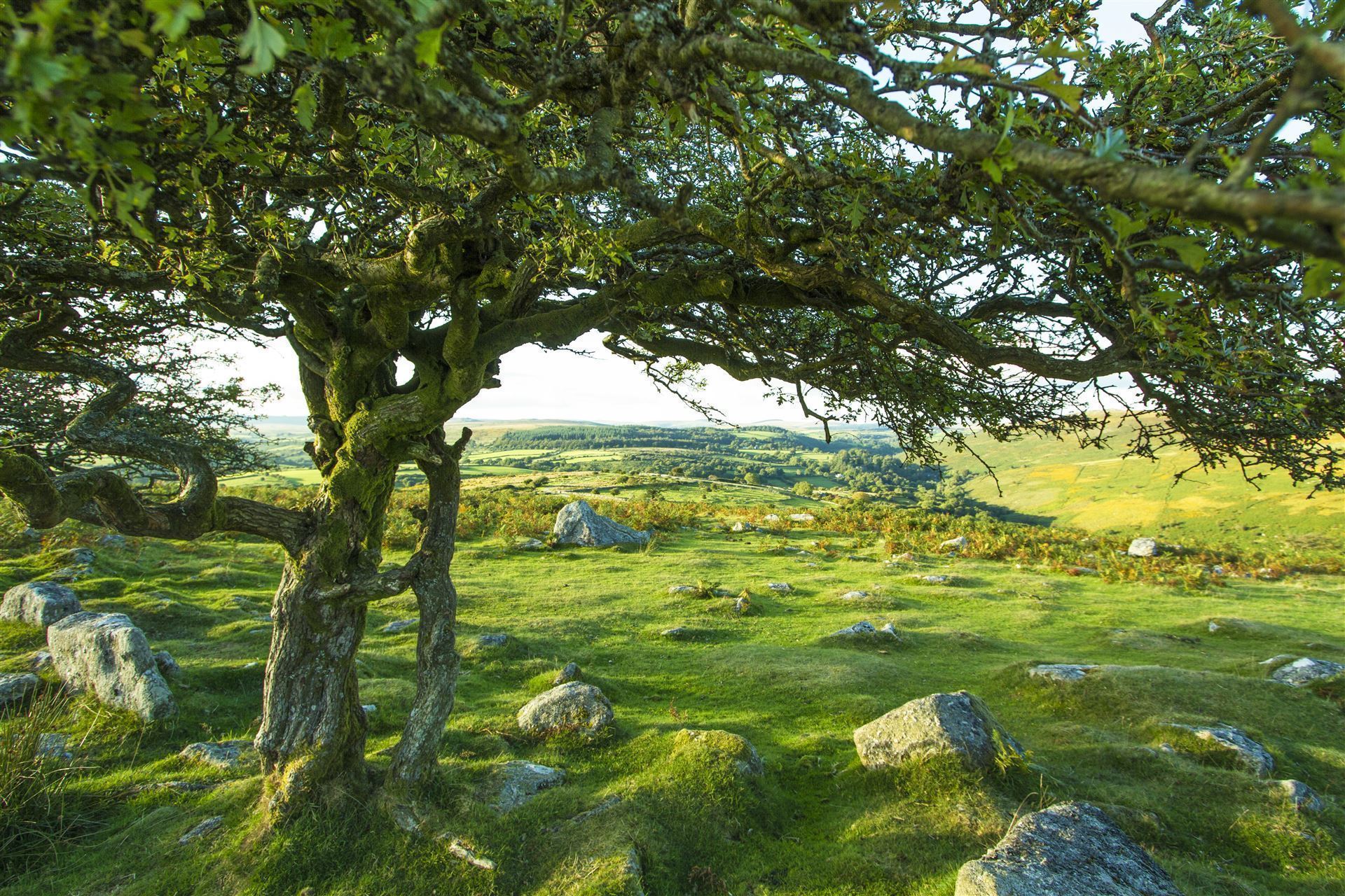 Dartmoor Nationalpark