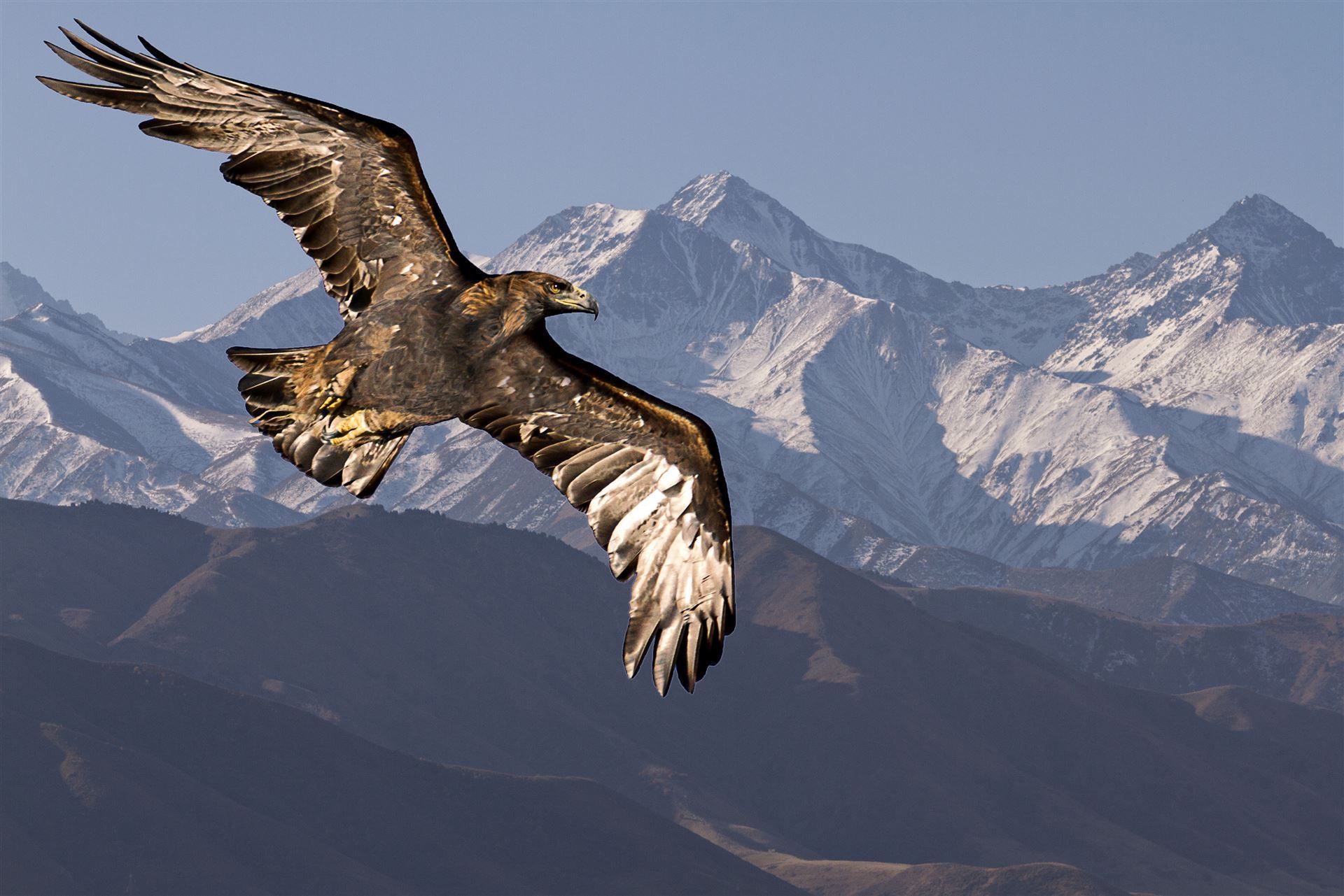 Steinadler Tien Shan Bergen