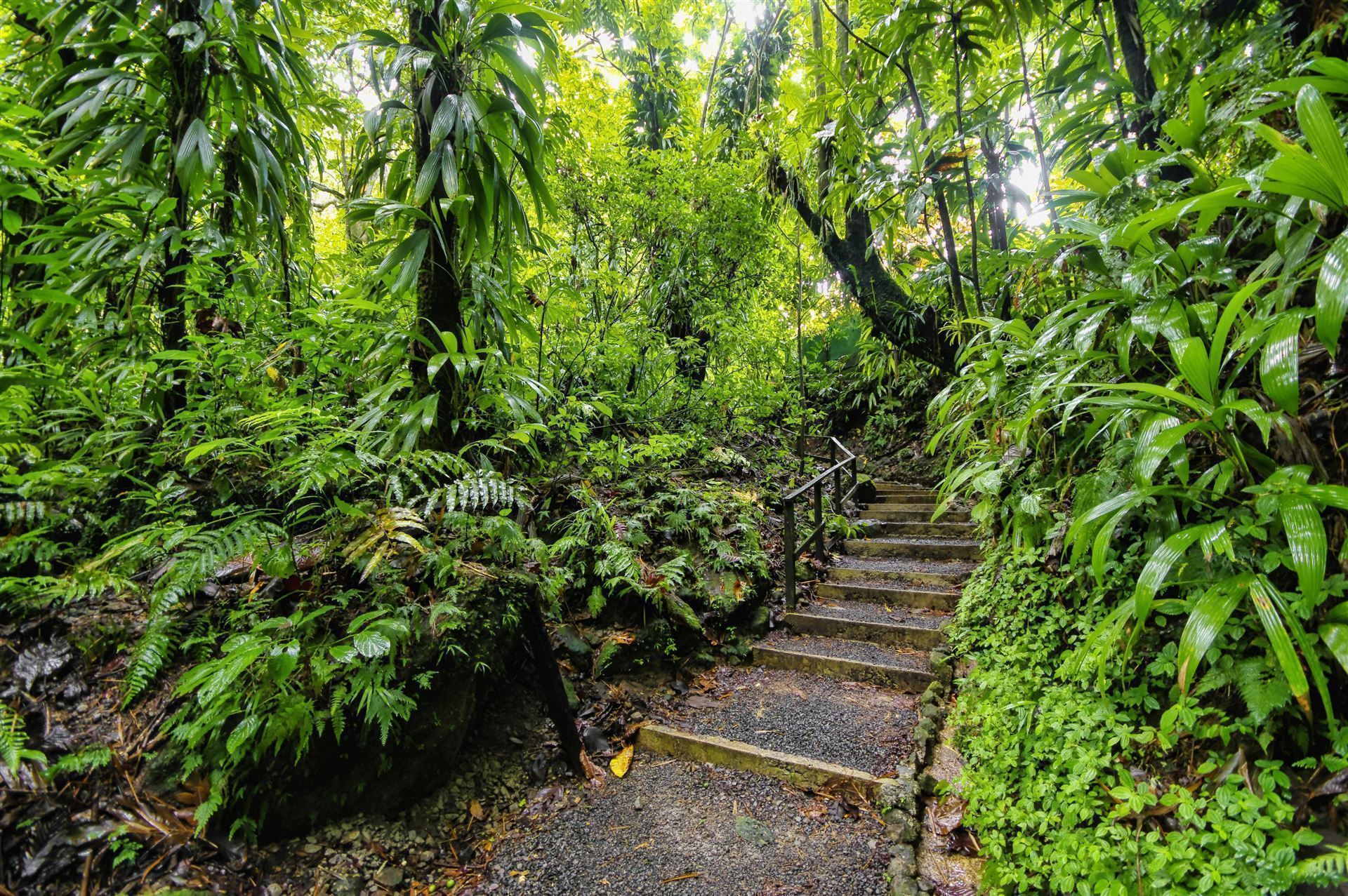 Weg zum Wasserfall
