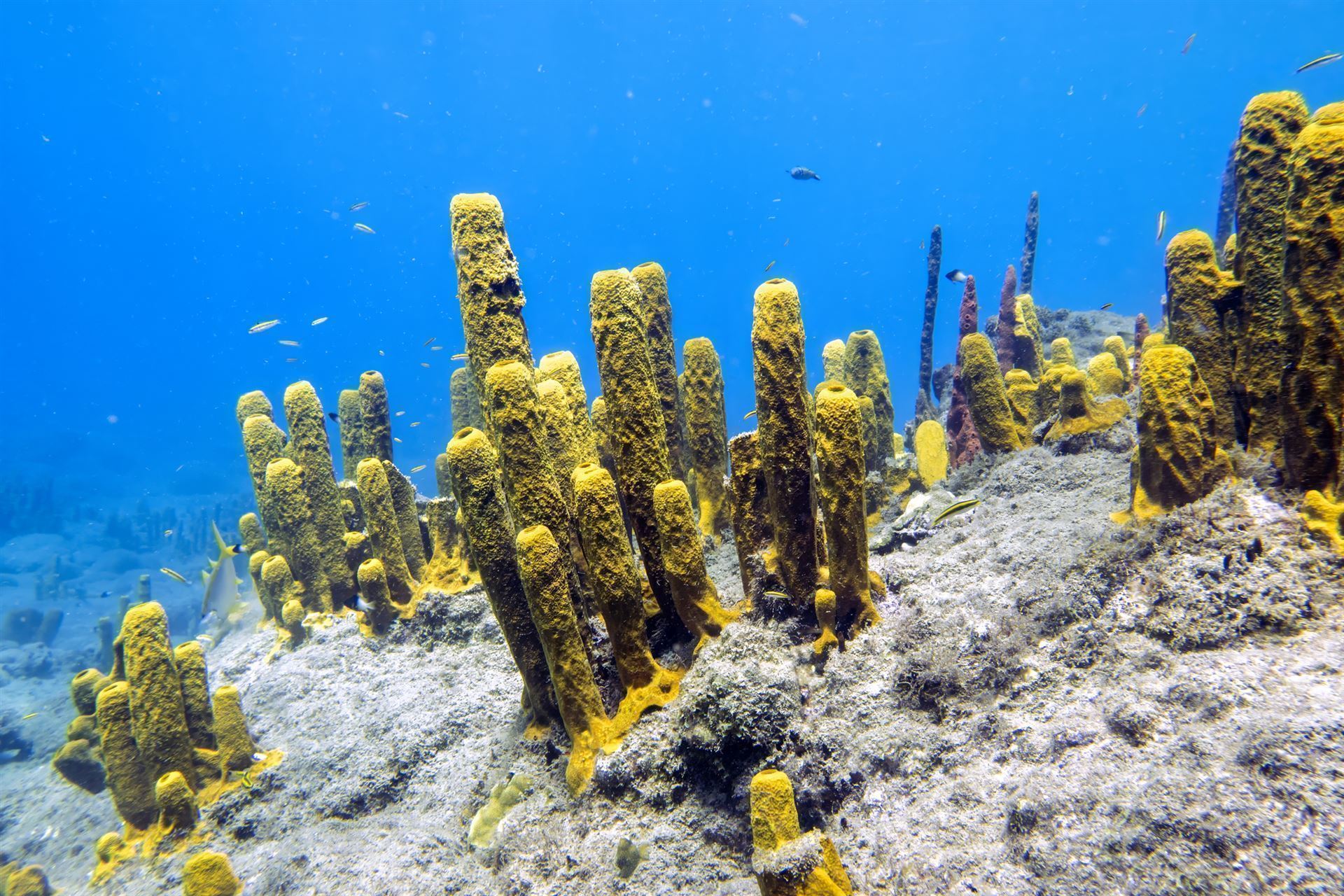 Champagne Reef - Korallen