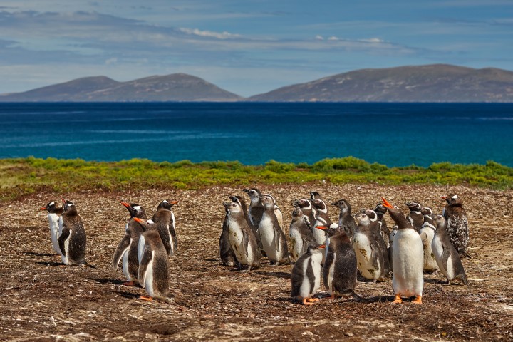 Falklandinseln