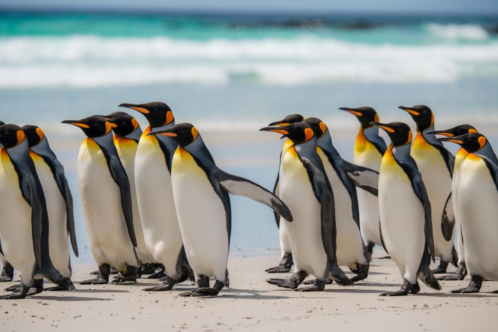 Falklandinseln