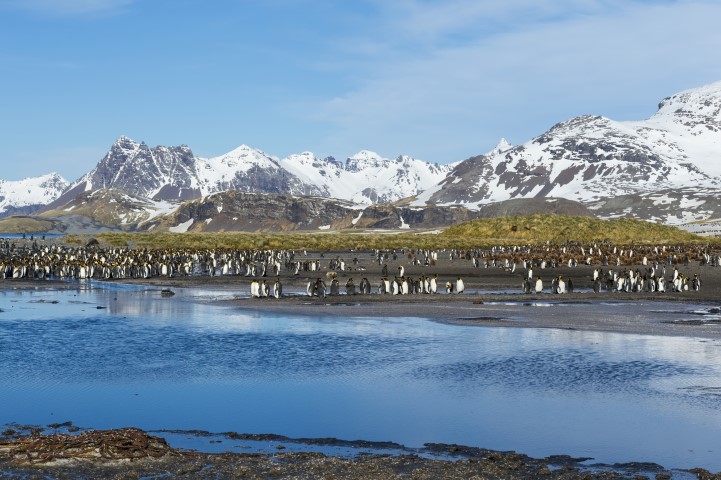 Südgeorgien