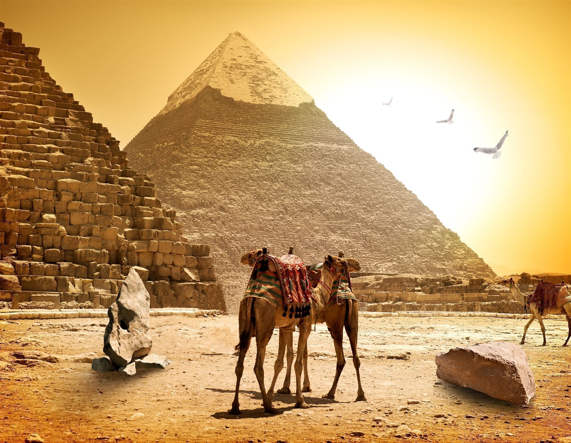 Pyramiden von Gizeh mit Kamelen