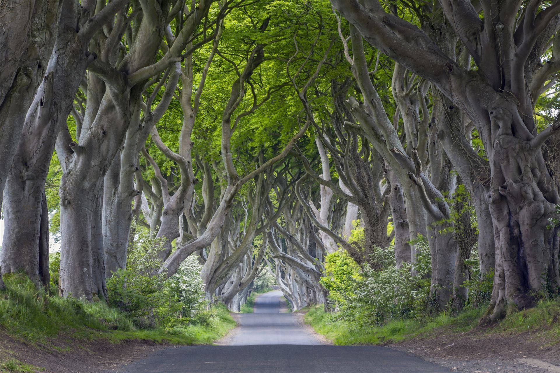The Dark Hedges im County Antrim