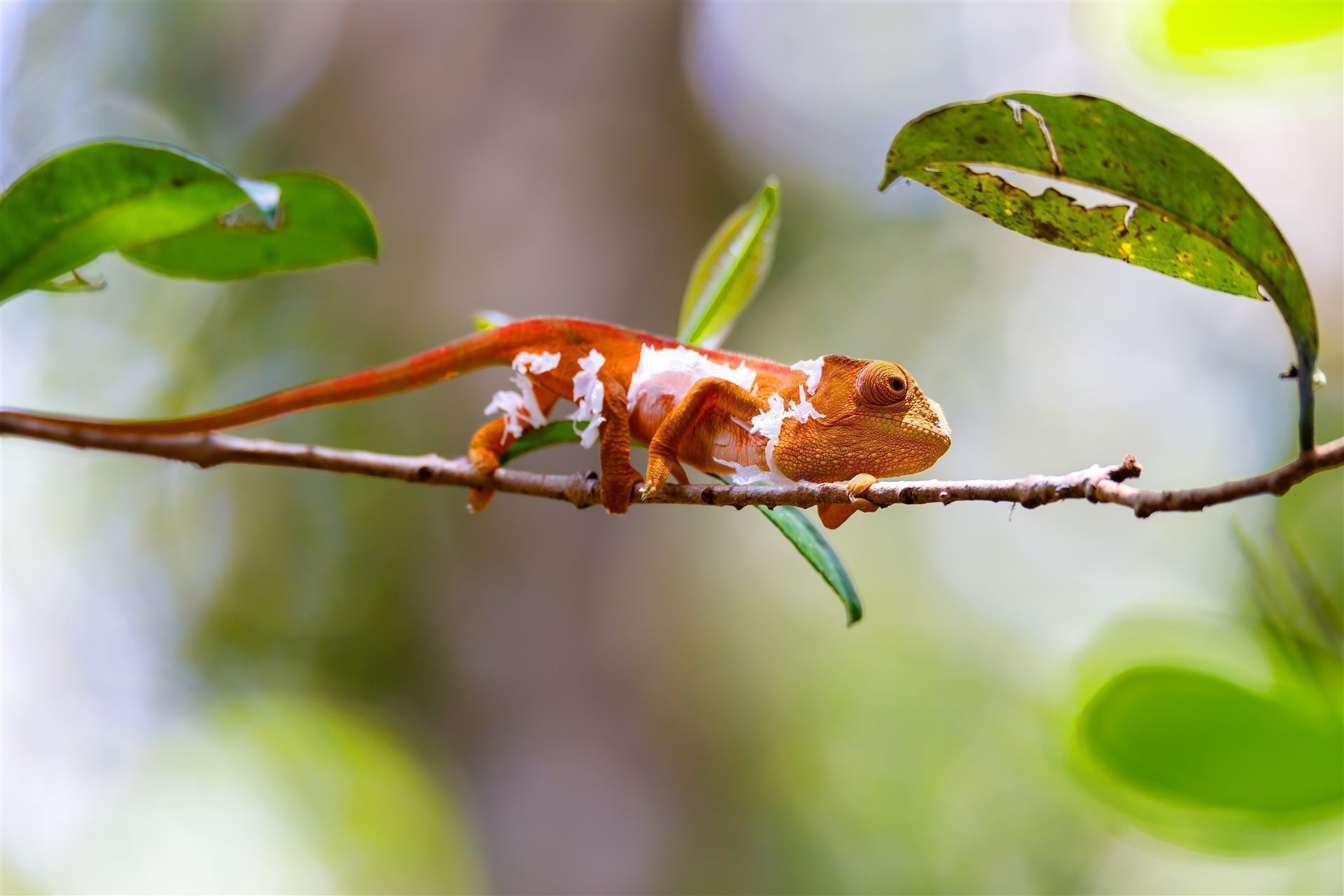 Chamaeleon