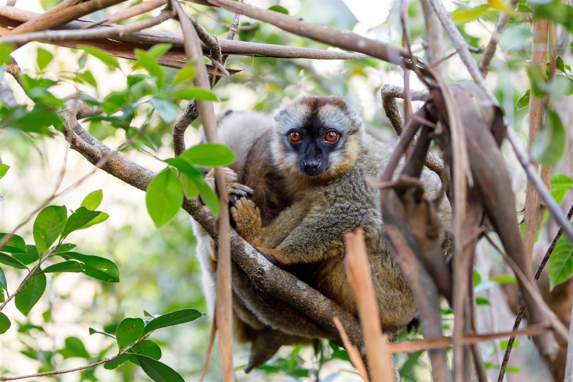 Brauner Lemur im Baum