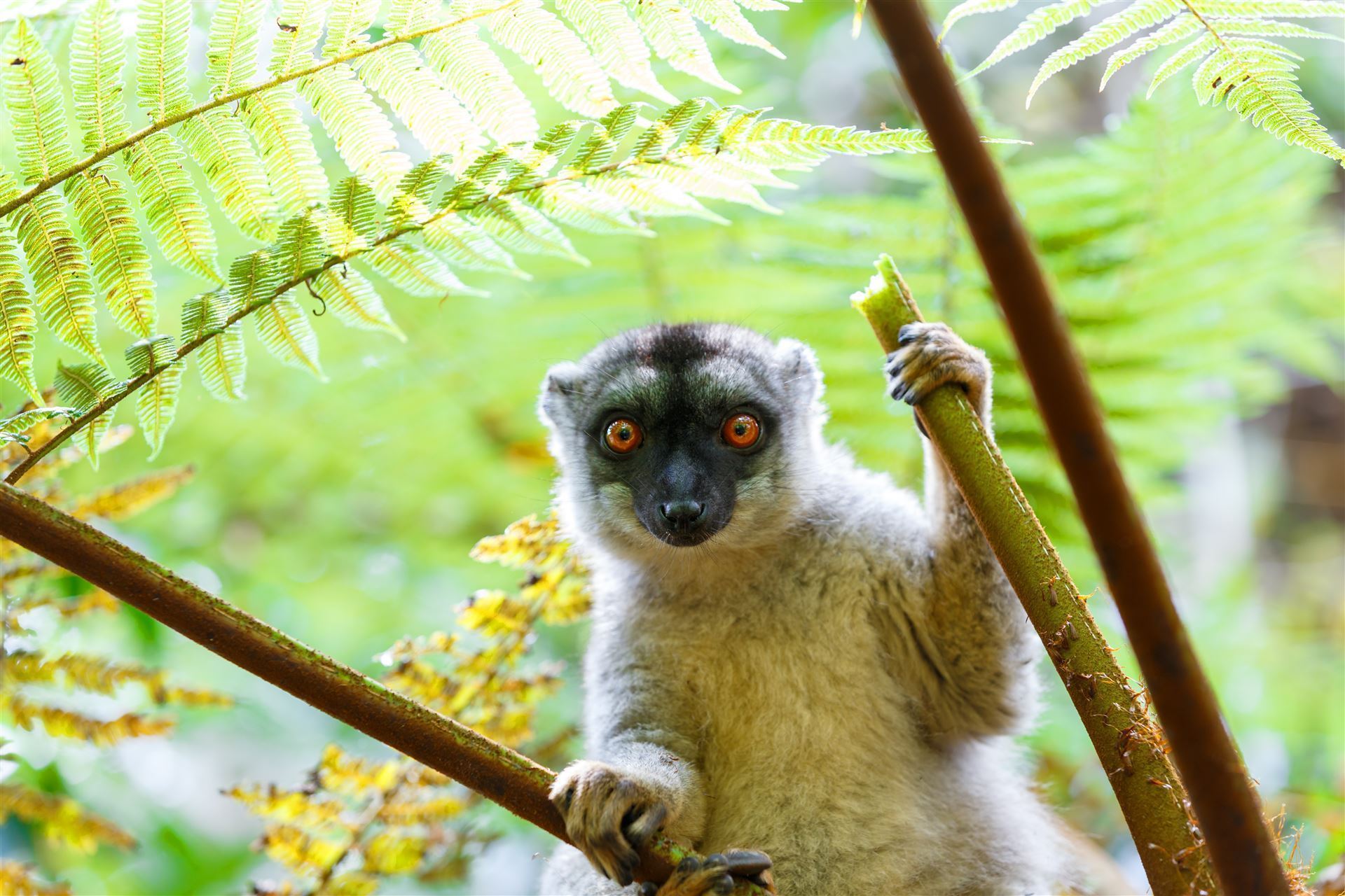 brauner Lemur
