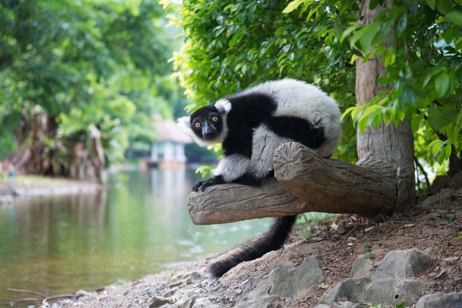 Lemur am Wasser