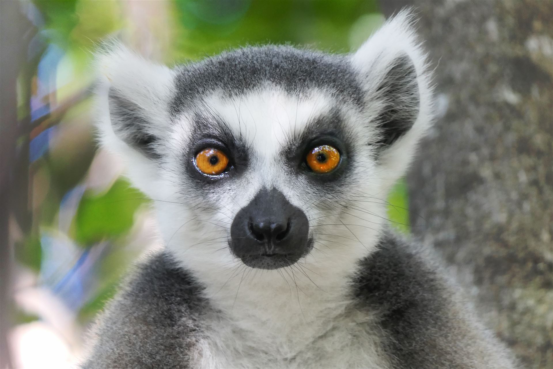 Lemur im Anja Park