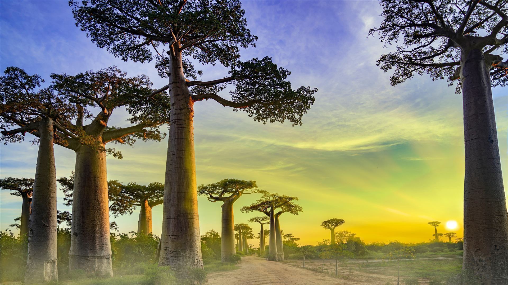 Baobab - Alle bei Sonnenuntergang