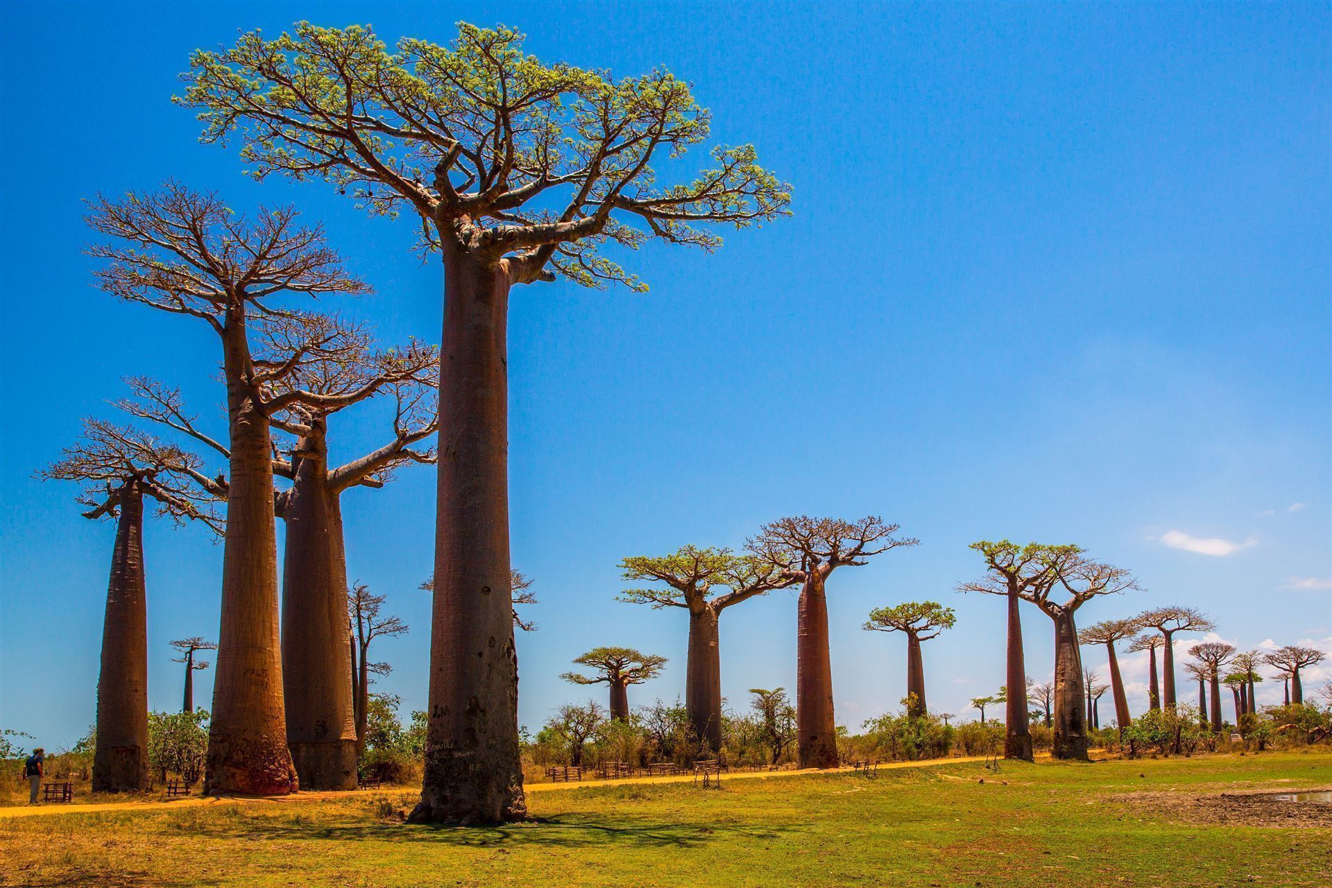 Baobab Baum